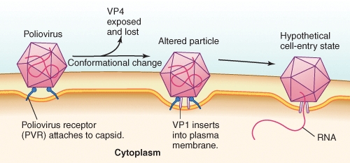 <strong>Figure 8.11 provides evidence that this/these protein(s)possess hydrophobic regions: (Select all that apply)  </strong> A)VP4 B)VP1 C)PVR D)All choices are correct E)No choices are correct <div style=padding-top: 35px> 