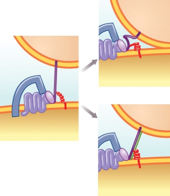 Proteins which must undergo a conformational change to allow HIV envelope fusion to occur include: (Select all that apply)    A) CD4 receptor B) HIV gp 120 C) HIV gp41 D) Fusion peptide E) Coreceptor