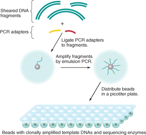 What might be a familiar term to use in instead of  PCR adapters  as we examine the 454 pyrosequencing technique?   A) multiple cloning sites B) restriction enzyme sites C) generic primer recognition sites D) DNA polymerase recognition sites E) DNA ligase sites