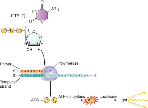 Adenosine phosphosulfate is a chemical analog of   A)ADP B)ATP C)AMP D)Pyrophosphate E)Phosphate