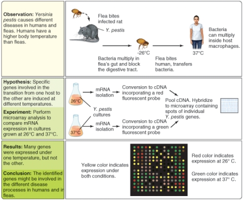 What types of gene do you think might generate red dots in the DNA microarray pattern? (Select all that apply)    A) genes for amino acid biosynthesis B) genes for catabism of carbohydrates C) virulence genes for invasion of mammals D) virulence genes for insectoid pathogenicity E) genes for nucleic acid biosynthesis