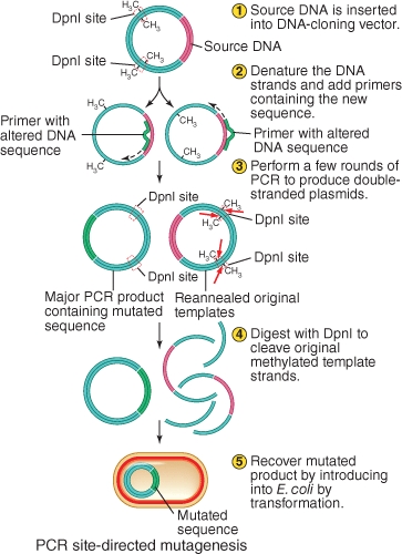 What essential principle of PCR appears to have been overlooked in the figure depicting Part B (PCR-based site directed mutagenesis) ?   A) Single stranded DNA production is essential for PCR to proceed B) Plasmids must contain a resistance marker C) Plasmids must possess an origin of replication D) Phage activity could methylate both DNA strands E) None is relevant to the figure shown