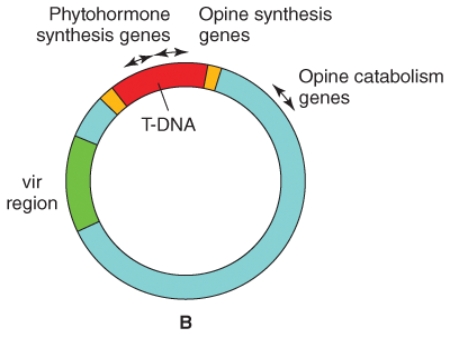 To what are the yellow regions of pTi analogous?   A) IS repeats from transposable elements B) Origin of replication sites C) Strong promoters D) Restriction enzyme recognition sites E) None is a correct possibility