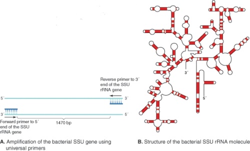 Given the information in this figure and your knowledge from Chapter 10,what aspect of the illustration may not be strictly accurate?   A) RNA sequencing is not possible because hairpin formations inhibit polymerase activity B) Sequencing runs of 1400 base pairs are unlikely to occur with existing technology C) Universal primer lengths are too short for conventional PCR D) No choices are correct E) Universal primer lengths are too long for conventional PCR