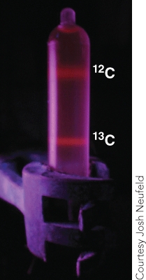The fluorescence seen in this photograph is a result of:   A) gfp promoterless gene constructs B) fluorescently labeled antibodies C) fluorescence of ethidium bromide,a DNA detecting stain D) fluorescently-labeled primers used for DNA synthesis E) fluorescently-labeled primers used for RNA synthesis