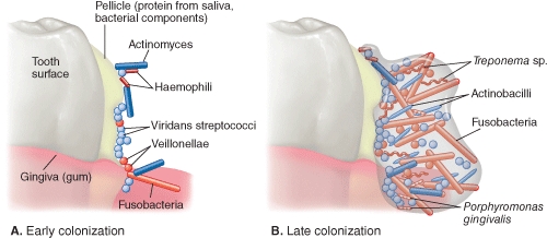 Examine this diagram showing biofilm development on the tooth surface.Biochemically and perhaps theoretically,the application of which enzyme might reduce colonization?   A) Cellulase B) Amylase C) Protease D) Lipase E) Nuclease