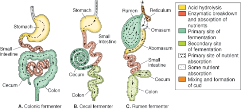 What possible inconsistency do you observe in the color coding of this diagram?   A) Small intestine plays different roles in the three fermenters but is coded the same way in each diagram B) The stomach and abomason do not play the same digestive role C) The stomach should be present in all three digestive types D) Cecum and colon are always next to one another,yet their roles are sometimes classified as one,and at other times as two different fermentation steps E) None is a possible inconsistency