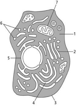 Use the List of Structures Below to Label the Schematic | Biology+