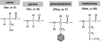 <strong>  Figure 2-34  -Oligosaccharides are short sugar polymers that can become covalently linked to proteins and lipids through condensation reactions.These modified proteins and lipids are called glycoproteins and glycolipids, respectively.Within a protein, which of the amino acids (shown in Figure 2-34) is the most probable target for this type of modification? </strong> A)serine B)glycine C)phenylalanine D)methionine <div style=padding-top: 35px> 