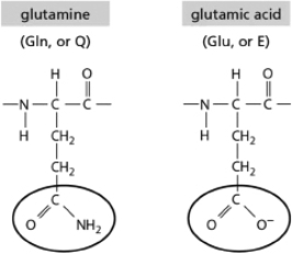 The amino acids glutamine and glutamic acid are shown in Figure 2-38.They differ only in the structure of part of their side chains (circled) .At pH<sub>7</sub>, what type of interactions are possible for glutamic acid but not for glutamine?   Figure 2-38 A) ionic bonds B) hydrogen bonds C) van der Waals interactions D) covalent bonds
