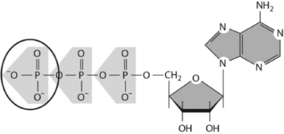 The variety and arrangement of chemical groups on monomer subunits contribute to the conformation, reactivity, and surface of the macromolecule into which they become incorporated.What type of chemical group is circled on the nucleotide shown in Figure 2-41?   Figure 2-41 A) pyrophosphate B) phosphoryl C) carbonyl D) carboxyl