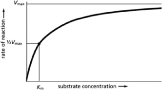 <strong>The graph in Figure 3-34 illustrates the relationship between reaction rates and substrate concentration for an enzyme-catalyzed reaction.What does the K<sub>m</sub> value indicate with respect to enzyme-substrate interactions?   Figure 3-34</strong> A)the maximum rate of catalysis B)the number of enzyme active sites C)the enzyme-substrate binding affinity D)the equilibrium rate of catalysis <div style=padding-top: 35px> 