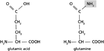 The synthesis of glutamine from glutamic acid requires the production of an activated intermediate followed by a condensation step that completes the process.Both amino acids are shown in Figure 3-47.   Figure 3-47 In the condensation step, __________ is displaced by __________. A) OH; NH<sub>3</sub>. B) ADP; NH<sub>2</sub>. C) ATP; NH<sub>3</sub>. D) phosphate; NH<sub>3</sub>.