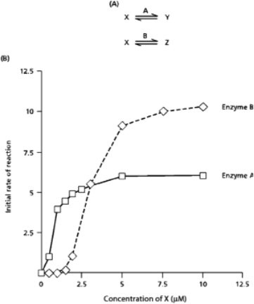 Enzymes A and B catalyze different reactions, but use the same reactant molecule as a substrate.The graph in Figure 3-74 presents the reaction rates observed when enzyme A and enzyme B are mixed together in a single test tube containing molecule X.What are the V<sub>max</sub> and the apparent K<sub>m</sub> values for each enzyme under these conditions? How might these values change for enzyme B if it were analyzed in the absence of enzyme A? Explain your answer.   Figure 3-74<div style=padding-top: 35px> 