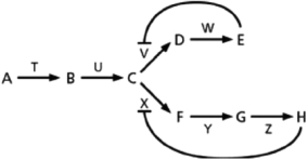 The biosynthetic pathway for the two amino acids E and H is shown schematically in Figure 4-33.You are able to show that E inhibits enzyme V, and H inhibits enzyme X.Which biosynthetic product is most likely the inhibitor of enzyme T?   Figure 4-33 A) H B) B C) C D) E