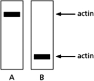 You have produced a monoclonal antibody that binds to the protein actin.To be sure that the antibody does not cross-react with other proteins, you test your antibody in a western blot assay on whole-cell lysates that have been subjected to electrophoresis under nondenaturing conditions (shown in Figure 4-69A) and denaturing conditions (shown in Figure 4-69B).Does the antibody cross-react with other proteins? If so, does this explain the results in the two western blots? If not, how do you explain the difference observed?    Figure 4-69