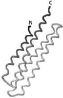The protein structure in Figure 4-76 contains four α helices arranged in a bundle.Label each helix by number (1 to 4) starting from the N-terminus and going to the C-terminus, both of which are labeled.List the six possible pairings of these helices, and indicate within each pair whether the helices are parallel or antiparallel.    Figure 4-76