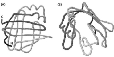Figure 4-78 shows a fatty-acid-binding protein from two different angles.Apart from its two short α helices, its structural elements are extended strands that form a curved β sheet, which is called a β barrel. A.Draw arrows on the six top strands in panel (A) (those running horizontally) to determine whether the β barrel is made up of parallel or antiparallel strands. B.Look at panel (B) and predict the relative distribution of polar and nonpolar side chains (inside the barrel or outside the barrel) and explain your answer.    Figure 4-78