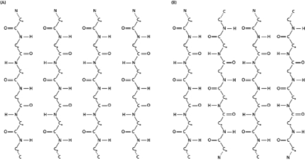 Drawn below are segments of β sheets, which are rigid pleated structures held together by hydrogen bonds between the peptide backbones of adjacent strands (Figure 4-79).The amino acid side chains attached to the α-carbons are omitted for clarity.   Figure 4-79 A.For panel (A) and for panel (B), indicate whether the structure is parallel or antiparallel. B.Draw the hydrogen bonds as dashed lines (||||||).<div style=padding-top: 35px> 