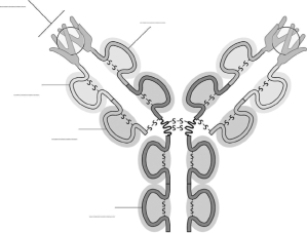 Fill in the blanks with the labels in the list below to identify various parts of the antibody structure in Figure 4-80. A.constant domain of the light chain B.constant domain of the heavy chain C.antigen-binding site D.variable domain of the heavy chain E.variable domain of the light chain    Figure 4-80