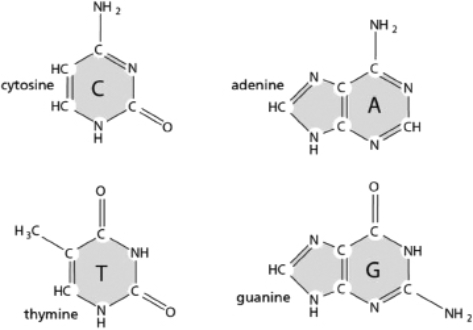 The structures of the four bases in DNA are given in Figure 5-42.    Figure 5-42 A.Which are purines and which are pyrimidines? B.Which bases pair with each other in double-stranded DNA?