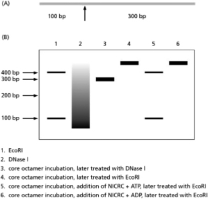 You are studying a newly identified chromatin-remodeling complex, which you call NICRC.You decide to run an in vitro experiment to characterize the activity of the purified complex.Your molecular toolbox includes: (1) a 400-base-pair DNA molecule that has a single recognition site for the restriction endonuclease EcoRI, an enzyme that cleaves internal sites on double-stranded DNA (dsDNA); (2) purified EcoRI enzyme; (3) purified DNase I, a DNA endonuclease that will cleave dsDNA at nonspecific sites if they are exposed; and (4) core octamer histones.You are able to assemble core nucleosomes on this DNA template and test for NICRC activity.Figure 5-67A illustrates the DNA template used and indicates both the location of the EcoRI cleavage site and the size of the DNA fragments that are produced when it cuts.Figure 5-67B illustrates how the DNA molecules in your experiment looked after separation according to size by using gel electrophoresis.Your experiment had a total of six samples, each of which was treated according to the legend below the gel.The sizes of the DNA fragments observed are indicated on the left side of the gel.   Figure 5-67 A.Explain the results in lanes 1-4 and why it is important to have this information before you begin to test your remodeling complex. B.What can you conclude about your purified remodeling complex from the results in lanes 5 and 6?<div style=padding-top: 35px> 