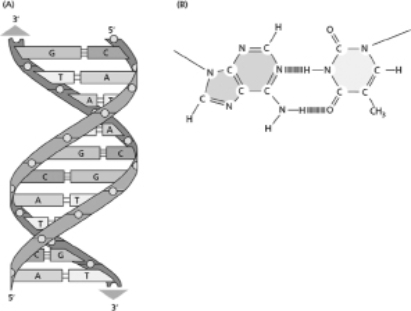 For a better understanding of DNA structure, it helps to be able to compare physical characteristics evident from a side view of double-stranded DNA with those of individual base pairs. A.Use brackets to designate the major and minor grooves on Figure 5-68A and shade in the surface that will be exposed in the major groove in Figure 5-68B. B.If base pairs were aligned and stacked directly on top of each other, the major and minor grooves would be linear depressions all along the DNA.Explain why this is not the actual conformation of a DNA molecule.   Figure 5-68<div style=padding-top: 35px> 