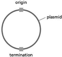 You prepare bacterial cell extracts by lysing the cells and removing insoluble debris via centrifugation.These extracts provide the proteins required for DNA replication.Your DNA template is a small, double-stranded circular piece of DNA (a plasmid)  with a single origin of replication and a single replication termination site.The termination site is on the opposite side of the plasmid from the origin.   Figure 6-11 What part of the DNA replication process would be most directly affected if a strain of bacteria lacking DNA ligase were used to make the cell extracts? A) initiation of DNA synthesis B) Okazaki fragment synthesis C) leading-strand elongation D) lagging-strand completion