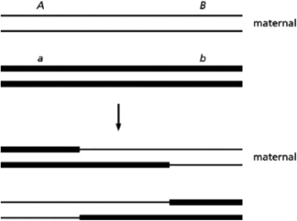 Recombination has occurred between the chromosome segments shown in Figure 6-40.The genes A and B, and the recessive alleles a and b, are used as markers on the maternal and paternal chromosomes, respectively.After alignment and homologous recombination, the specific arrangements of A, B, a, and b have changed.   Figure 6-40 Which of the choices below correctly indicates the gene combination from the replication products of the maternal chromosome? A) AB and aB B) ab and Ab C) AB and Ab D) aB and Ab