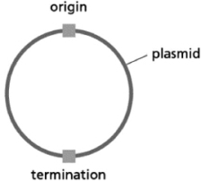 You prepare bacterial cell extracts by lysing the cells and removing insoluble debris via centrifugation.These extracts provide the proteins required for DNA replication.Your DNA template is a small, double-stranded circular piece of DNA (a plasmid) with a single origin of replication and a single replication termination site.The termination site is on the opposite side of the plasmid from the origin.    Figure 6-11A In addition to the extracts and the plasmid DNA, are there any additional materials you should add to this in vitro replication system? Explain your answer.