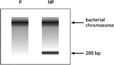 Researchers have isolated a mutant strain of E.coli that carries a temperature-sensitive variant of the enzyme DNA ligase.At the permissive temperature, the mutant cells grow just as well as the wild-type cells.At the nonpermissive temperature, all of the cells in the culture tube die within 2 hours.DNA from mutant cells grown at the nonpermissive temperature for 30 minutes is compared with the DNA isolated from cells grown at the permissive temperature.The results are shown in Figure 6-59, where DNA molecules have been separated by size by means of electrophoresis (P, permissive; NP, nonpermissive).Explain the appearance of a distinct band with a size of 200 base pairs (bp) in the sample collected at the nonpermissive temperature.    Figure 6-59
