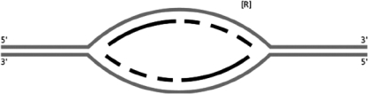 Figure 6-63 shows a replication bubble.    Figure 6-63 A.On the figure, indicate where the origin of replication was located (use O). B.Label the leading-strand template and the lagging-strand template of the right-hand fork [R] as X and Y, respectively. C.Indicate by arrows the direction in which the newly made DNA strands (indicated by dark lines) were synthesized. D.Number the Okazaki fragments on each strand as 1, 2, and 3 in the order in which they were synthesized. E.Indicate where the most recent DNA synthesis has occurred (use S). F.Indicate the direction of movement of the replication forks with arrows.