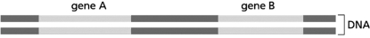 Consider two genes that are next to each other on a chromosome, as arranged in Figure 7-1.   Figure 7-1 Which of the following statements is TRUE? A) The two genes must be transcribed into RNA using the same strand of DNA. B) If gene A is transcribed in a cell, gene B cannot be transcribed. C) Gene A and gene B can be transcribed at different rates, producing different amounts of RNA within the same cell. D) If gene A is transcribed in a cell, gene B must be transcribed.