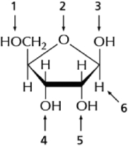 Figure 7-3 shows a ribose sugar.The part of the ribose sugar that is different from the deoxyribose sugar used in DNA is pointed to by arrow   Figure 7-3 A) 1. B) 4. C) 5. D) 6.