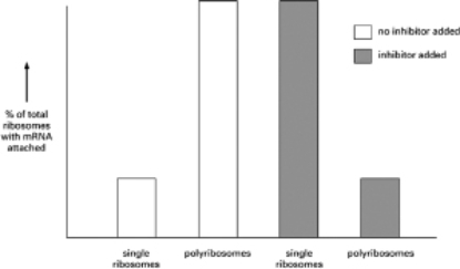 You have discovered a protein that inhibits translation.When you add this inhibitor to a mixture capable of translating human mRNA and centrifuge the mixture to separate polyribosomes and single ribosomes, you obtain the results shown in Figure 7-39.Which of the following interpretations is consistent with these observations?   Figure 7-39 A) The protein binds to the small ribosomal subunit and increases the rate of initiation of translation. B) The protein binds to sequences in the 5′ region of the mRNA and inhibits the rate of initiation of translation. C) The protein binds to the large ribosomal subunit and slows down elongation of the polypeptide chain. D) The protein binds to sequences in the 3′ region of the mRNA and prevents termination of translation.