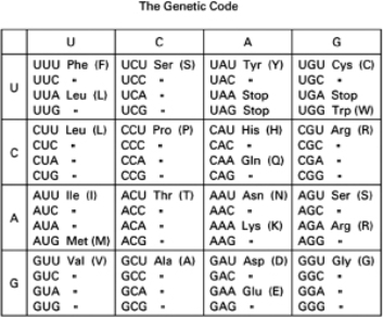 One strand of a section of DNA isolated from the bacterium E.coli reads: 5′-GTAGCCTACCCATAGG-3′   Table 7-29 A.Suppose that an mRNA is transcribed from this DNA using the complementary strand as a template.What will be the sequence of the mRNA in this region (make sure you label the 5′ and 3′ ends of the mRNA)? B.How many different peptides could potentially be made from this sequence of RNA, assuming that translation initiates upstream of this sequence? C.What are these peptides? (Give your answer using the one-letter amino acid code.)<div style=padding-top: 35px> 