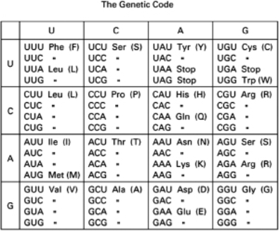 In a diploid organism, the DNA encoding one of the tRNAs for the amino acid tyrosine is mutated such that the sequence of the anticodon is now 5′-CTA-3′ instead of 5′-GTA-3′.What kind of aberration in protein synthesis will this tRNA cause? Explain your answer.   Table 7-29<div style=padding-top: 35px> 