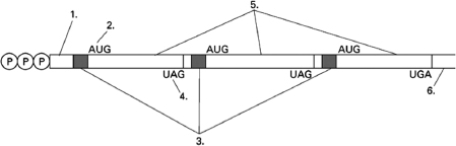 Figure 7-52 shows an mRNA molecule.    Figure 7-52 Is the mRNA shown prokaryotic or eukaryotic? Explain your answer.