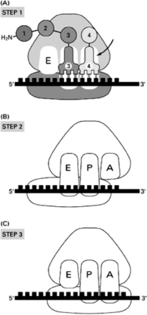 Figure 7-75A shows the stage in translation when an incoming aminoacyl-tRNA has bound to the A site on the ribosome.Using the components shown in Figure 7-75A as a guide, show on Figures 7-75B and 7-75C what happens in the next two stages to complete the addition of the new amino acid to the growing polypeptide chain.   Figure 7-75<div style=padding-top: 35px> 
