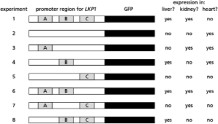 You are interested in understanding the gene regulation of Lkp1, a protein that is normally produced in liver and kidney cells in mice.Interestingly, you find that the LKP1 gene is not expressed in heart cells.You isolate the DNA upstream of the LKP1 gene, place it upstream of the gene for green fluorescent protein (GFP) , and insert this entire piece of recombinant DNA into mice.You find GFP expressed in liver and kidney cells but not in heart cells, an expression pattern similar to the normal expression of the LKP1 gene.Further experiments demonstrate that there are three regions in the promoter, labeled A, B, and C in Figure 8-16, that contribute to this expression pattern.Assume that a single and unique transcription factor binds each site such that protein X binds site A, protein Y binds site B, and protein Z binds site C.You want to determine which region is responsible for tissue-specific expression, and create mutations in the promoter to determine the function of each of these regions.In Figure 8-16, if the site is missing, it is mutated such that it cannot bind its corresponding transcription factor.   Figure 8-16 Experiment 1 in Figure 8-18 is the positive control, demonstrating that the region of DNA upstream of the gene for GFP results in a pattern of expression that we normally find for the LKP1 gene.Experiment 2 shows what happens when the sites for binding factors X, Y, and Z are removed.Which experiment above demonstrates that factor X alone is sufficient for expression of LPK1 in the kidney? A) experiment 3 B) experiment 5 C) experiment 6 D) experiment 7