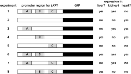 You are interested in understanding the gene regulation of Lkp1, a protein that is normally produced in liver and kidney cells in mice.Interestingly, you find that the LKP1 gene is not expressed in heart cells.You isolate the DNA upstream of the LKP1 gene, place it upstream of the gene for green fluorescent protein (GFP) , and insert this entire piece of recombinant DNA into mice.You find GFP expressed in liver and kidney cells but not in heart cells, an expression pattern similar to the normal expression of the LKP1 gene.Further experiments demonstrate that there are three regions in the promoter, labeled A, B, and C in Figure 8-16, that contribute to this expression pattern.Assume that a single and unique transcription factor binds each site such that protein X binds site A, protein Y binds site B, and protein Z binds site C.You want to determine which region is responsible for tissue-specific expression, and create mutations in the promoter to determine the function of each of these regions.In Figure 8-16, if the site is missing, it is mutated such that it cannot bind its corresponding transcription factor.   Figure 8-16 In what tissue is factor Z normally present and bound to the DNA? A) kidney B) liver C) heart D) none of these answers are correct.