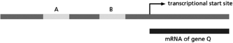 You are interested in the regulation of gene Q.Proteins G, H, and J are proteins that are important for regulating gene Q, and bind to its promoter region in a sequence-specific fashion.Proteins G and H both bind to site A but cannot bind to site A at the same time.Protein J binds to site B on the promoter.The promoter region is diagrammed in Figure 8-20.   Figure 8-20 You develop a cell-free transcriptional system to study the effects of proteins G, H, and J on the transcription of gene Q.Using this system, you can examine the effects of adding these proteins to the transcriptional system in equal amounts and measuring how much gene Q is produced.When you add these proteins to the system, you get the results shown in Table 8-20.  <span class=