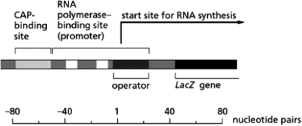 The CAP activator protein and the Lac repressor both control the Lac operon (see Figure 8-53).You create cells that are mutant in the gene coding for the Lac repressor so that these cells lack the Lac repressor under all conditions.For these mutant cells, state whether the Lac operon will be switched on or off in the following situations, and explain why.    Figure 8-53 A.in the presence of glucose and lactose B.in the presence of glucose and the absence of lactose C.in the absence of glucose and the absence of lactose D.in the absence of glucose and the presence of lactose