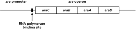  In the absence of glucose, E.coli can proliferate by using the pentose sugar arabinose.As shown in Figure 8-57, the arabinose operon regulates the ability of E.coli to use arabinose.The araA, araB, and araD genes encode enzymes for the metabolism of arabinose.The araC gene encodes a transcription regulator that binds adjacent to the promoter of the arabinose operon.To understand the regulatory properties of the AraC protein, you engineer a mutant bacterium in which the araC gene has been deleted and look at the effect of the presence or absence of the AraC protein on the AraA enzyme.    Figure 8-57 A.If the AraC protein works as a gene repressor, would you expect araA RNA levels to be high or low in the presence of arabinose in the araC<sup>-</sup> mutant cells? What about in the araC<sup>-</sup> mutant cells in the absence of arabinose? Explain your answer. B.Your findings from the experiment are summarized in Table 8-57.  \begin{array}{l} \quad\quad\quad\quad\quad\quad\quad\quad\quad\quad\quad\quad\quad\quad\quad\quad\quad\quad\quad\quad\quad\quad\underline{\text { araA RNA Levels }}\\ \begin{array} { l l l }   \text { Genotype }& \text { in the absence of arabinose } & \text { in the presence of arabinose } \\ \hline \operatorname { araC } \mathrm { C } ^ { + } \text {(normal cells) } & \text { low } & \text { high } \\ \hline \operatorname { araC } ^ { - } \text {(mutant cells) } & \text { low } & \text { low } \end{array} \end{array}   Table 8-57 Do the results in Table 8-57 indicate that the AraC protein regulates arabinose metabolism by acting as a gene repressor or a gene activator? Explain your answer. 