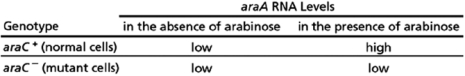 In the absence of glucose, E.coli can proliferate by using the pentose sugar arabinose.As shown in Figure 8-57, the arabinose operon regulates the ability of E.coli to use arabinose.The araA, araB, and araD genes encode enzymes for the metabolism of arabinose.The araC gene encodes a transcription regulator that binds adjacent to the promoter of the arabinose operon.To understand the regulatory properties of the AraC protein, you engineer a mutant bacterium in which the araC gene has been deleted and look at the effect of the presence or absence of the AraC protein on the AraA enzyme.   Figure 8-57 A.If the AraC protein works as a gene repressor, would you expect araA RNA levels to be high or low in the presence of arabinose in the araC<sup>-</sup> mutant cells? What about in the araC<sup>-</sup> mutant cells in the absence of arabinose? Explain your answer. B.Your findings from the experiment are summarized in Table 8-57.   Table 8-57 Do the results in Table 8-57 indicate that the AraC protein regulates arabinose metabolism by acting as a gene repressor or a gene activator? Explain your answer.<div style=padding-top: 35px> 