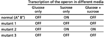 You have discovered an operon in a bacterium that is turned on only when sucrose is present and glucose is absent.You have also isolated three mutants that have changes in the upstream regulatory sequences of the operon and whose behavior is summarized in the Table 8-58.You hypothesize that there are two gene regulatory sites, A and B, in the upstream regulatory sequence that are affected by the mutations.For this question, a plus (+) indicates a normal site and a minus (-) indicates a mutant site that no longer binds its transcription regulator.   Table 8-58 A.If mutant 1 has sites A<sup>-</sup> B<sup>+</sup>, which of these sites is regulated by sucrose and which by glucose? B.Give the state (+ or-) of the A and B sites in mutants 2 and 3. C.Which site is bound by a repressor and which by an activator?<div style=padding-top: 35px> 
