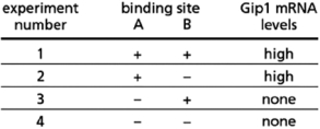 You are interested in studying the transcriptional regulation of the Gip1 promoter.The Gip1 promoter contains a binding site for the Jk8 protein that overlaps with the binding site for the Pa5 protein.Jk8 and Pa5 cannot bind DNA at the same time, but both proteins are present at high levels in adult liver cells.The binding sites for Jk8 and Pa5 are shown in Figure 8-24.   Figure 8-24 Jk8 binds to site A while Pa5 binds to site B.You create mutations that remove the nonoverlapping sequences of either binding site A or B, and examine Gip1 mRNA production in adult liver cells that contain these mutations.The data you obtain from these experiments are shown in Table 8-24.   Table 8-24 Which transcription regulatory protein is bound in experiment #1 (the normal situation)? Explain.<div style=padding-top: 35px> 