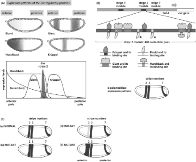 The Drosophila Eve gene has a complex promoter containing multiple binding sites for four transcription regulators: Bicoid, Hunchback, Giant, and Krüppel.Bicoid and Hunchback are activators of Eve transcription, whereas Giant and Krüppel repress Eve transcription.Figure 8-66A shows the patterns of expression of these regulators.    Figure 8-66 The Eve promoter contains modules that control expression in various stripes.You construct a reporter gene that contains the DNA 5 kb upstream of the Eve gene, so that this reporter contains the stripe 3 module, the stripe 2 module, the stripe 7 module, and the TATA box, all fused to the LacZ reporter gene (which encodes the β-galactosidase enzyme), as shown in Figure 8-66B.This construct results in expression of the β-galactosidase enzyme in three stripes, which correspond to the normal positions of stripes 3, 2, and 7. A.By examining the overlap of sites on the stripe 2 module, as depicted in Figure 8-66B, what is the biological effect of having some of the transcription regulator binding sites overlap? B.You make two mutant versions in which several of the binding sites in the Eve stripe 2 module have been deleted, as detailed in items (i) and (ii) below.Refer to Figure 8-66B for the positions of the binding sites.(Note, however, that because many of the binding sites overlap, it is not possible to delete all of one kind of site without affecting some of the other sites.) Match the appropriate mutant condition with the most likely pattern of Eve expression shown in Figure 8-66C.Explain your choices. i.deletion of the Krüppel-binding sites in stripe 2 ii.deletion of the two Bicoid-binding sites in the stripe 2 module that are marked with an asterisk (*) in Figure 8-66B