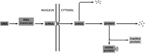 In principle, a eukaryotic cell can regulate gene expression at any step in the pathway from DNA to the active protein.Place the types of control listed below at the appropriate places on the diagram in Figure 8-67.    Figure 8-67 A.translation control B.transcriptional control C.RNA splicing D.RNA degradation E.protein degradation