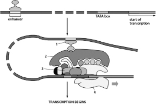 Label the following structures in Figure 8-51.    Figure 8-51 A.activator protein B.RNA polymerase C.general transcription factors D.Mediator